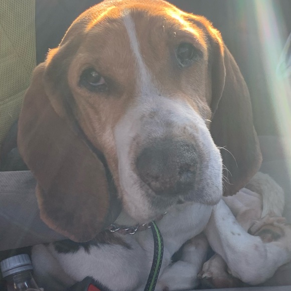 Meet your Posher, Nadia - Picture 1 of 1